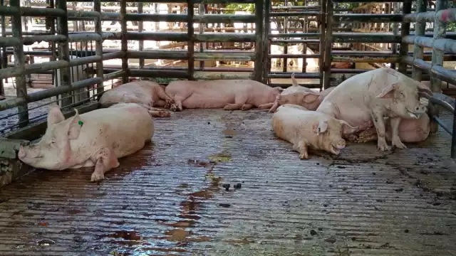 Granjas de consumo no causan impacto porque sus residuos se degradan de manera rápida