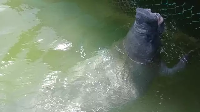 Daniel el manatí rescatado hace 18 años en Laguna Guerrero en Chetumal