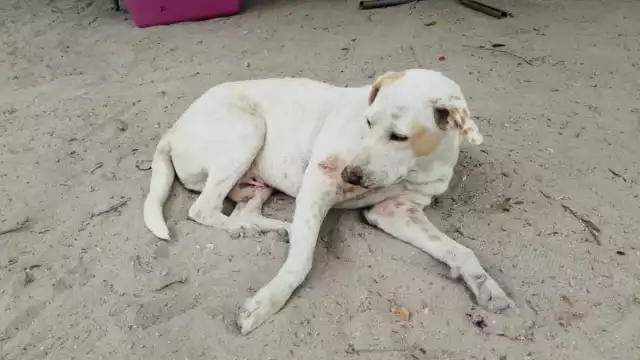 Aún se desconoce dónde será instalada