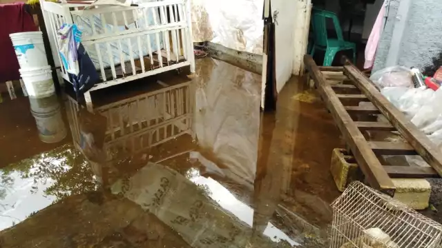 Los daños en su mayoría fueron árboles y postes caídos Foto: Oscar Suaste