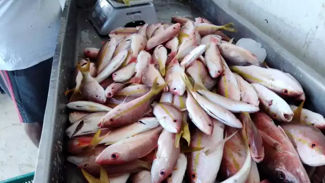 Creyentes de Motul buscan otras opciones para guisar y respetar la Vigilia al mismo tiempo