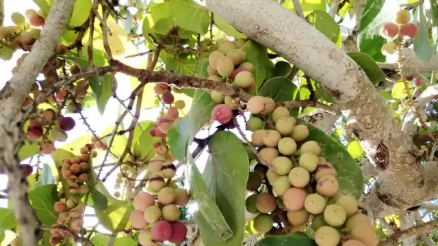 Las uvas playeras se cosechan en julio y agosto