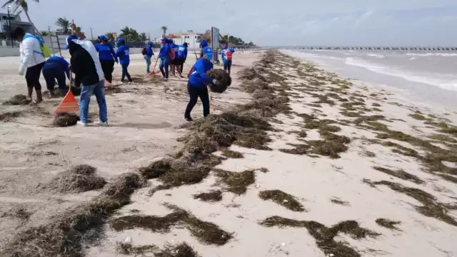 La cuadrilla de limpieza procedió a retirar el sargazo y lograron juntar una gran cantidad. Foto: Alfredo Canto May.