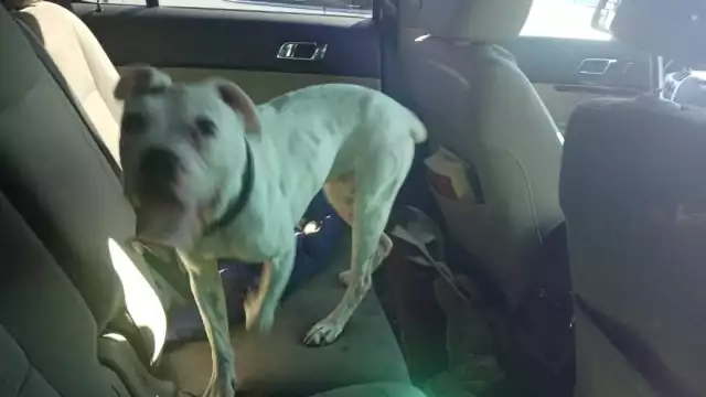 El perro se estaba deshidratando y podría sufrir un golpe de calor causando su muerte. Foto: José Pacheco