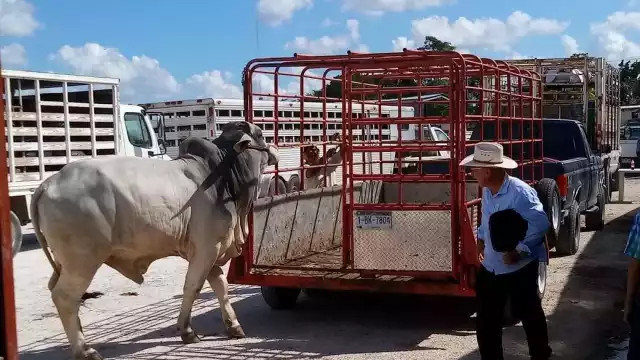 El mes de diciembre del 202 fue que más derrama económica dejó a los productores de ganado en Campeche, con más de 22 mil reses vendidas
