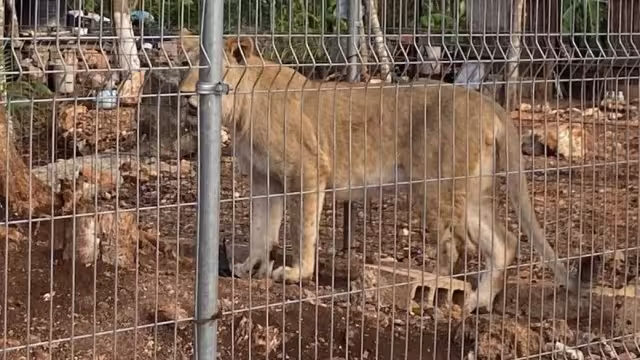 La Fiscalía determinó aplicar estudios en materia de genética forense
