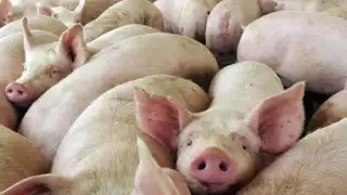 En la Península de Yucatán existe un padrón de 257 granjas porcinas, de las cuales, 14 se encuentran instaladas en el territorio campechano