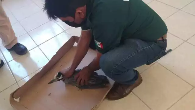 Los animales capturados fueron enviados a la reserva natural conocida como Zona Cero