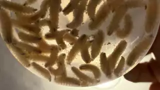 Detectan casos de gusano barrenador en dos perros domésticos en Hunucmá