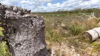 La zona ha sido completamente deforestada