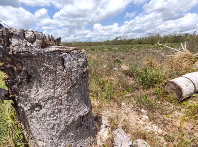 La zona ha sido completamente deforestada