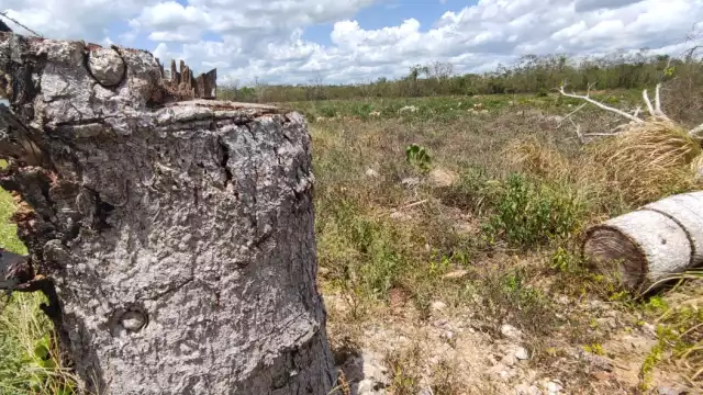 La zona ha sido completamente deforestada