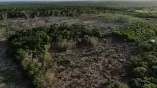 La expansión de esta  comunidad derivó en  la tala inmoderada de  grandes extensiones  de tierra que destinan  a diversos cultivos