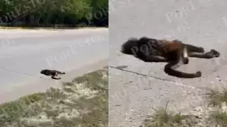  Atropellan  mono araña en la carretera federal 307 en Playa del Carmen