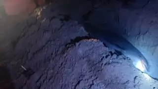 El delfín fue enterrado para después iniciar con las investigaciones