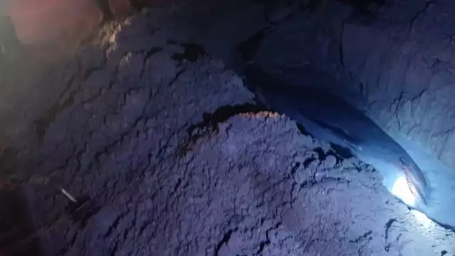 El delfín fue enterrado para después iniciar con las investigaciones