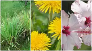 5 plantas que te dan el efecto del bótox