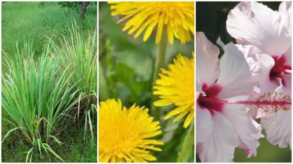 Las plantas medicinales son eficaces para eliminar las imperfecciones sin dolor, pues con ellas se pueden crear cremas o mascarillas Las plantas medicinales son eficaces para eliminar las imperfecciones sin dolor, pues con ellas se pueden crear cremas o mascarillas