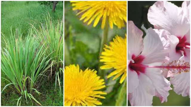 Las plantas medicinales son eficaces para eliminar las imperfecciones sin dolor, pues con ellas se pueden crear cremas o mascarillas