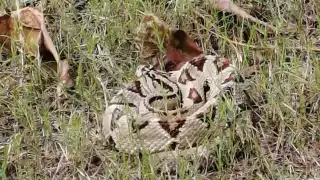 Serpiente cascabel de 2 metros detiene juego de futbol en Progreso