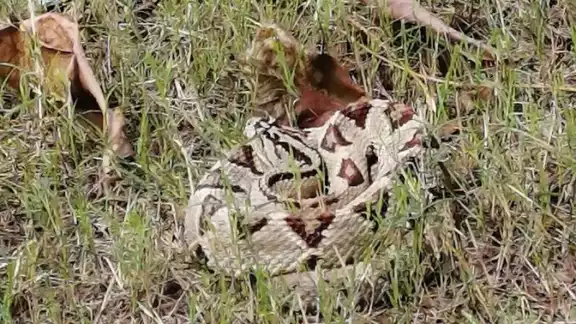 El reptil fue asegurado por agentes de la Policía Ecológica de Progreso