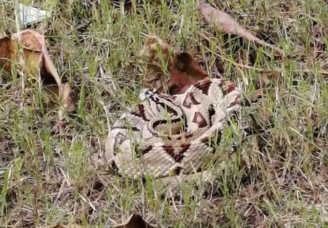 El reptil fue asegurado por agentes de la Policía Ecológica de Progreso