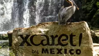 'Los Xcaretos' tienen lazos con el medio artístico y político de México, debido a que algunos familiares de los socios se desarrollan en dichos rubros