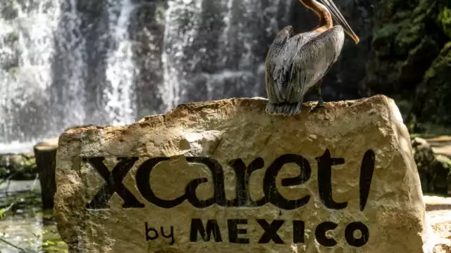 'Los Xcaretos' tienen lazos con el medio artístico y político de México, debido a que algunos familiares de los socios se desarrollan en dichos rubros