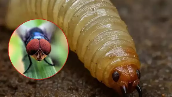 ¿Qué pasa con los animalitos en Campeche? Una mosca los está enfermando ¿Qué pasa con los animalitos en Campeche? Una mosca los está enfermando
