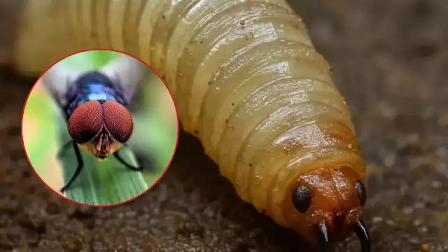 ¿Qué pasa con los animalitos en Campeche? Una mosca los está enfermando