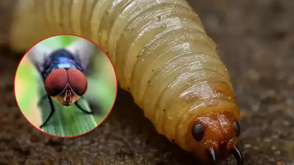 La mosca causaría la interrupción del ciclo reproductivo del insecto hasta lograr una reducción sostenida de la población La mosca causaría la interrupción del ciclo reproductivo del insecto hasta lograr una reducción sostenida de la población