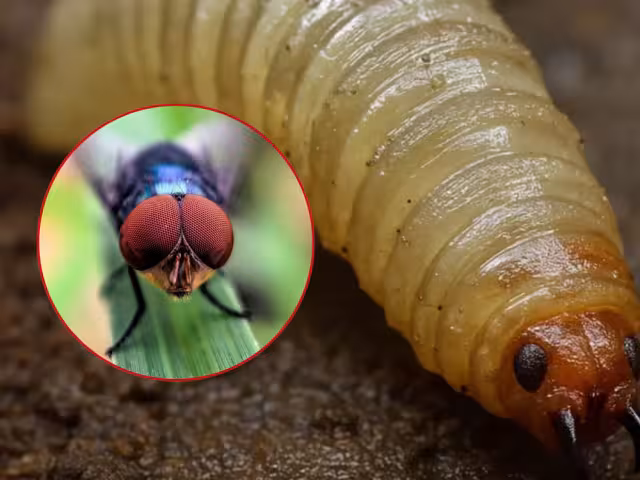 La mosca causaría la interrupción del ciclo reproductivo del insecto hasta lograr una reducción sostenida de la población