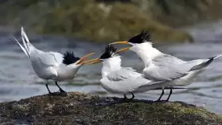 Estudios universitarios determinaron la presencia de 123 especies.