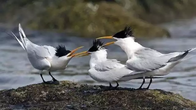 Estudios universitarios determinaron la presencia de 123 especies.