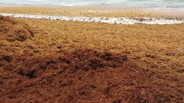 Tortuguitas no pueden llegar al mar y mueren enredadas