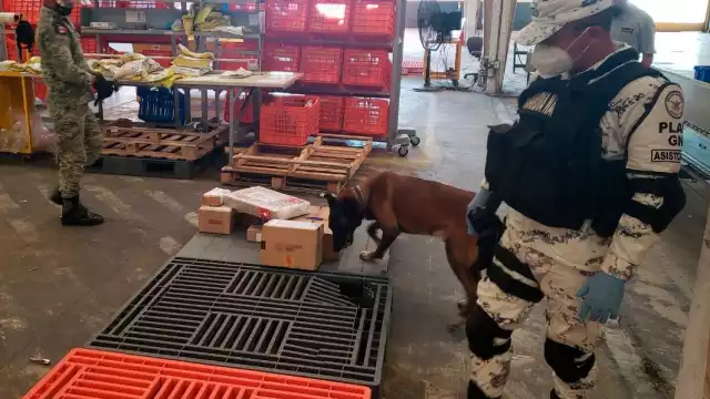 El operativo se realizó con apoyo de un binomio canino