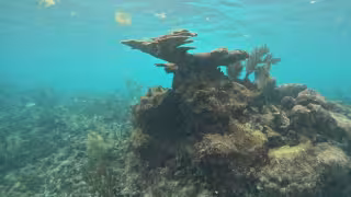 Señalan cableado submarino de la CFE en Playa 88 como amenaza a más de 20 especies