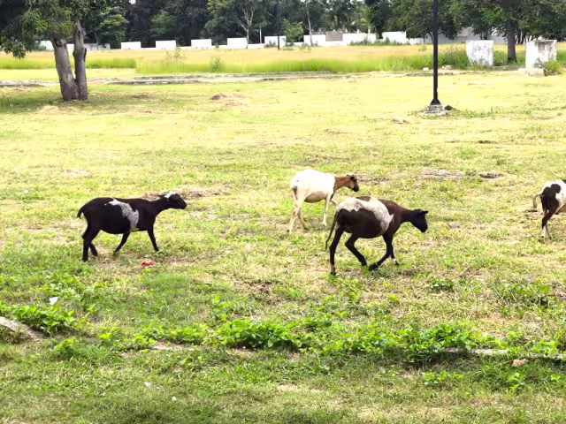 Eliodoro Mex Colli, representante de milperos del ejido Kilómetro 50, propuso un proyecto de cría de ganado menor.