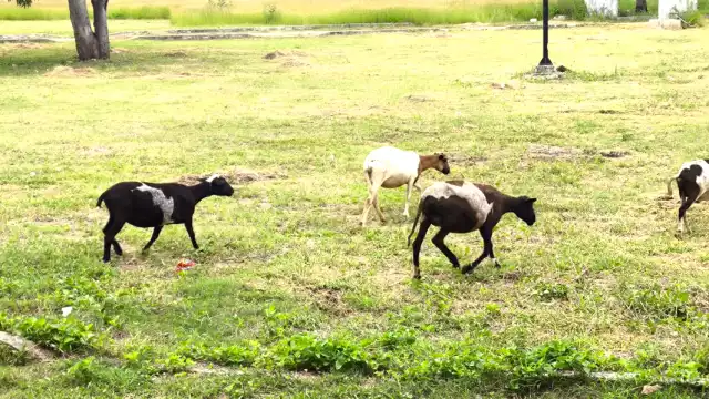 Eliodoro Mex Colli, representante de milperos del ejido Kilómetro 50, propuso un proyecto de cría de ganado menor.