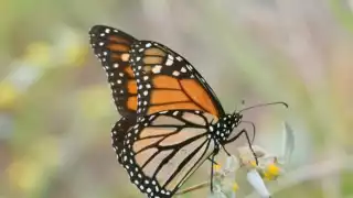 Registran el paso de 274 mariposas monarca en la zona Oriente de Yucatán