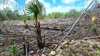 San Isidro Poniente niega venta de tierras a menonitas; Profepa mantiene inspecciones en Balam K’aax 