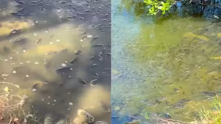 Falta de oxígeno provoca muerte masiva de peces en la Salina Grande, Isla Mujeres