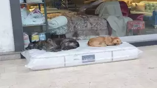 Estos lomitos se han convertido, de cierta manera, en uno de los atractivos del lugar pues siempre llegan a este sitio a descansar