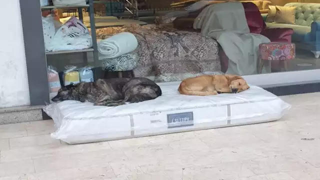 Estos lomitos se han convertido, de cierta manera, en uno de los atractivos del lugar pues siempre llegan a este sitio a descansar