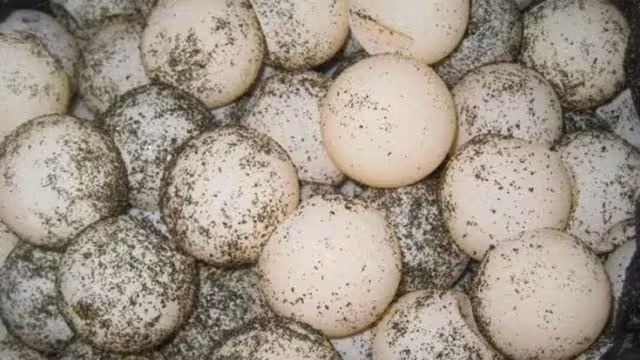 El pasado 31 de mayo fueron sorprendidos con huevos de tortuga, continúan a disposición de las autoridades federales