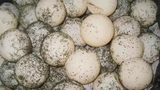 El pasado 31 de mayo fueron sorprendidos con huevos de tortuga, continúan a disposición de las autoridades federales