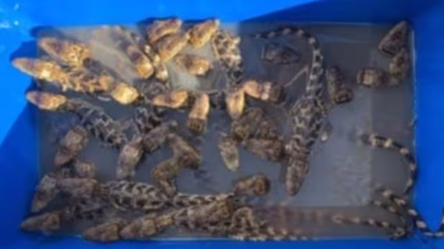 Los 39 cocodrilos estaban adentro de una hielera de unicel rumbo a Chiapas