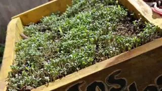 Algunos pacientes con Diabetes han preferido las plantas medicinales para regular sus niveles de azúcar en la sangre