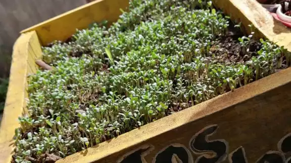 Algunos pacientes con Diabetes han preferido las plantas medicinales para regular sus niveles de azúcar en la sangre Algunos pacientes con Diabetes han preferido las plantas medicinales para regular sus niveles de azúcar en la sangre