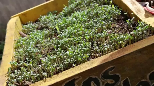 Algunos pacientes con Diabetes han preferido las plantas medicinales para regular sus niveles de azúcar en la sangre